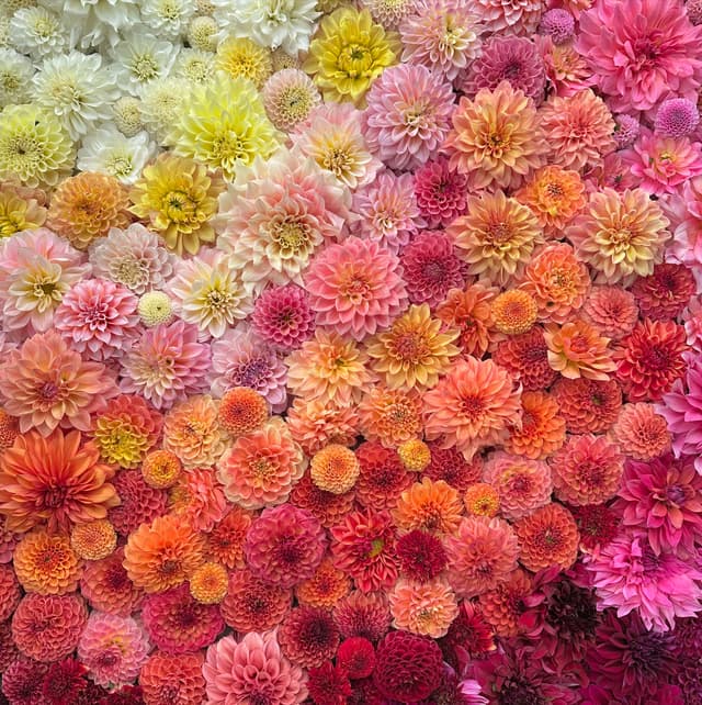 Fresh dahlia arrangement from Dahlias and Dogwood