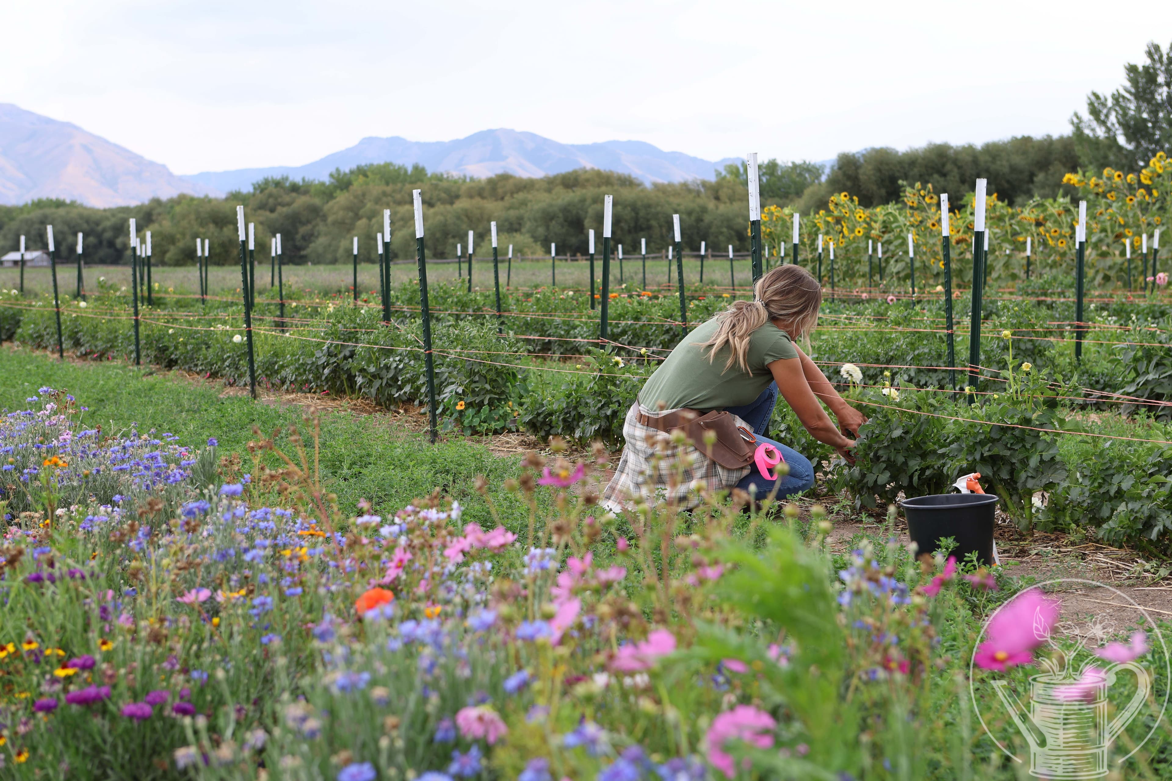 Our farm in Cache Valley, Utah